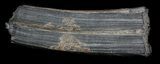 Pleistocene Aged Fossil Horse Tooth - Florida #36039-1